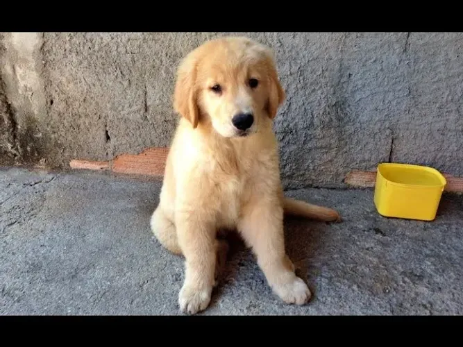 DOAÇÃO DE FILHOTE DE GOLDEN COM 60 DIAS *