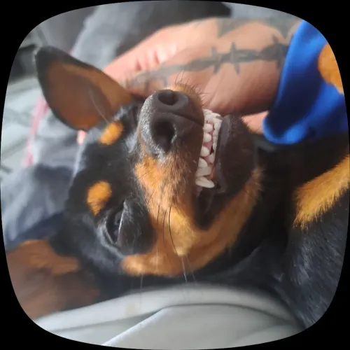 Filhotes de pinscher