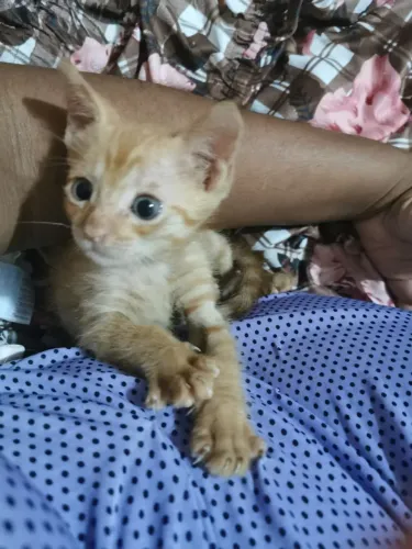 Doa-se gatinho 