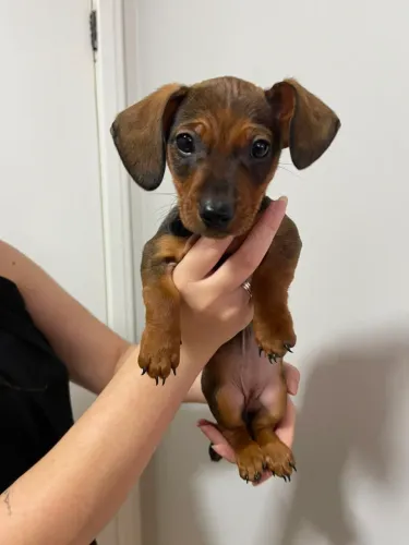 Filhote de dachshund/salsicha 