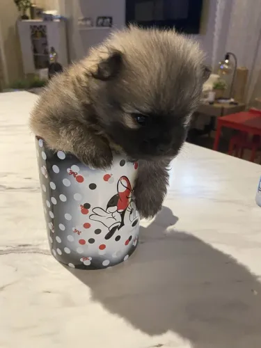 Spitz Alemão