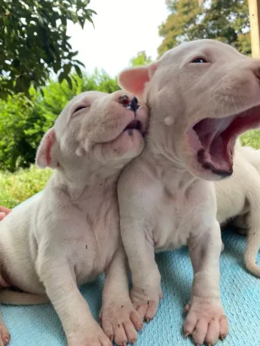 Dog argentino 