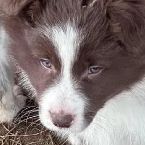 Border Collie,Border Collie Filhote Estrutura Perfeita Disponível