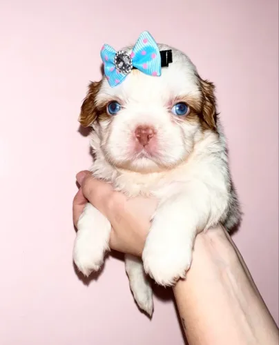 Shih Tzu fêmea exótica olhos claros