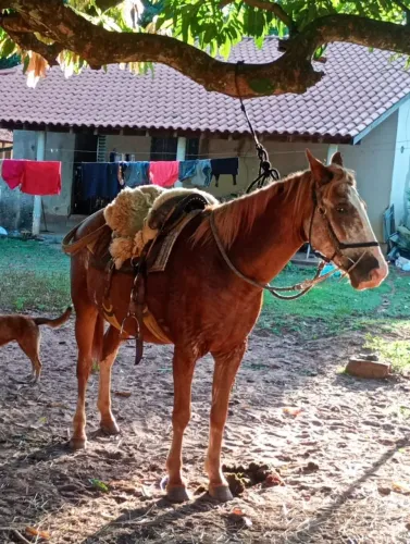 Vende se égua mansa boa pra mecher com gado