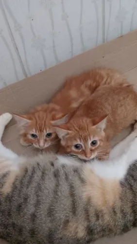 Doação de gatinhos 