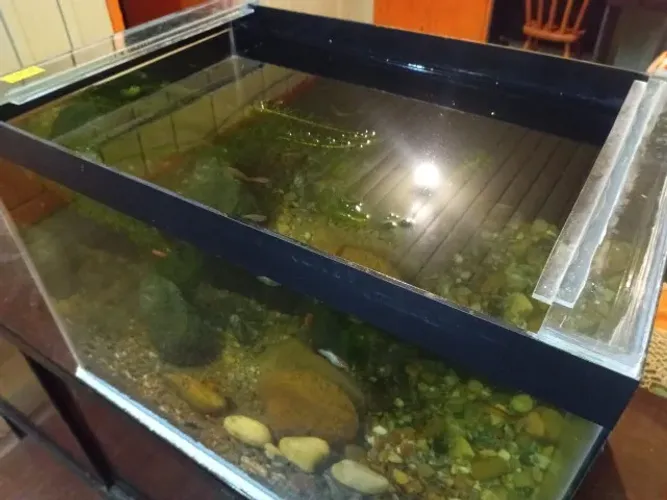 Aquario de 96 litros montado com areia, plantas e sistema de tratamento de água