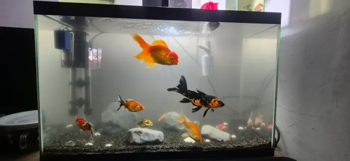 Aquario 72L Montado