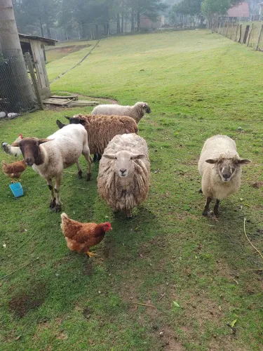 Vendo carneiro e ovelhas.