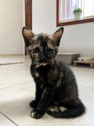 Gatinha filhote para doação 