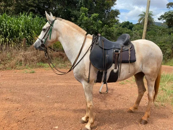 Vende-se égua pampa de pele marcha batida