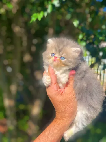 Filhotes Persa cinza