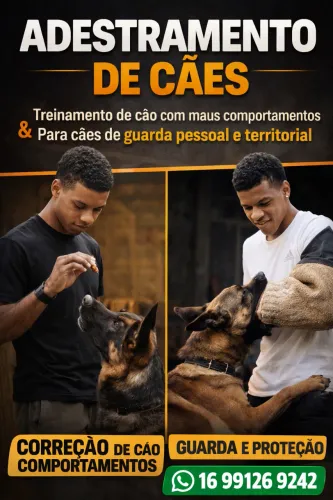 Adestro seu cão para um vida mais feliz 