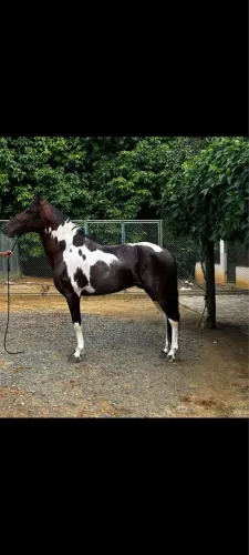 Filho do Fator Pampa a venda 