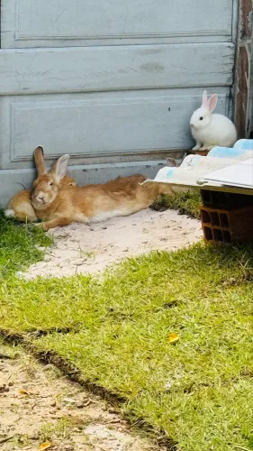 Coelhos lindos