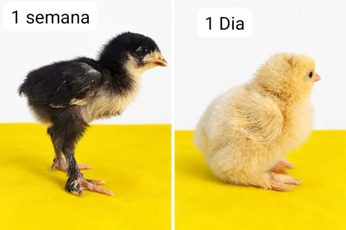 Pintos de galinha Brahma