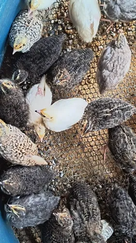 Codorna gigante em postura, filhotes, ovos fértil, codornas abatidas