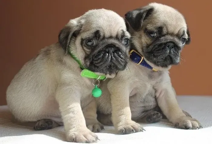 Pug - Afeto Que Alegra