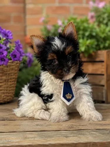 Lindíssimo yorkshire biewer terrier macho