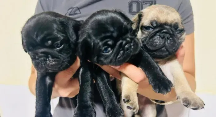 Pug macho disponível 