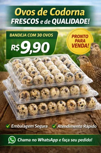 Ovos de codorna