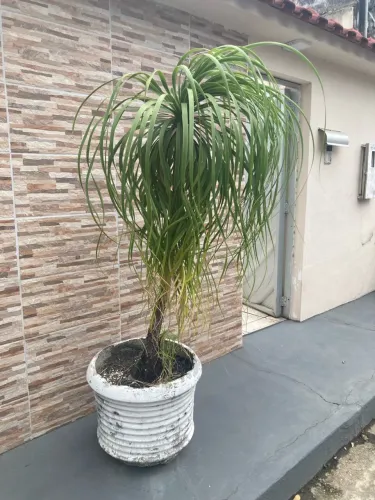 Palmeira Pata de Elefante
