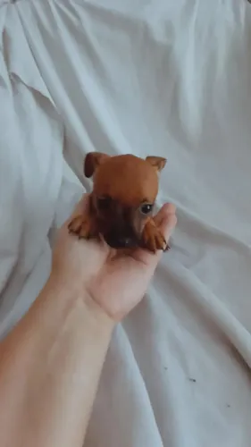 Pinscher miniatura macho