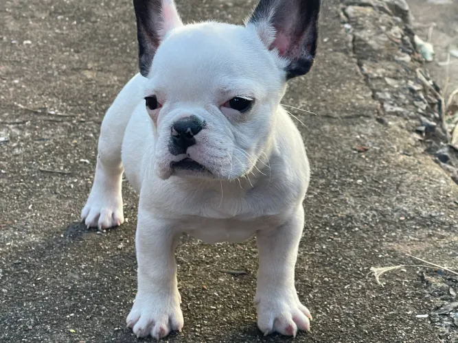 Filhote de buldogue francês