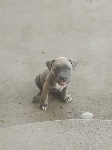 Cachorro