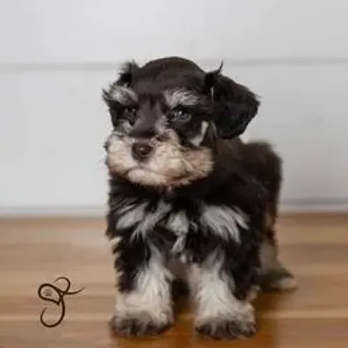 Schnauzer,Schnauzer Filhote Top Padrão da Raça
