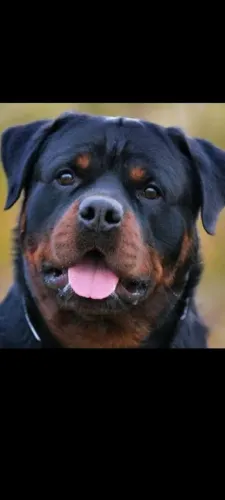 Rottweiler cabeça de Touro 