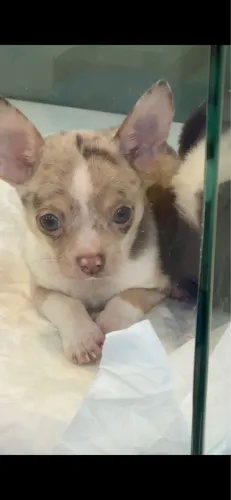 Chihuahuha Merle Chocolate Filhote