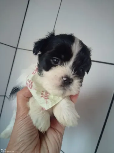 Shih tzu o pequeno amor que vai conquistar sua casa