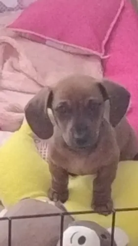 Vendo cachorrinha dachshund