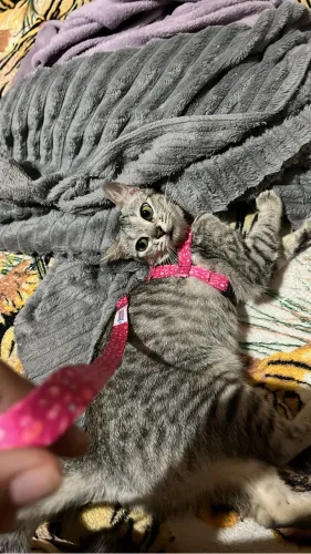 Gato fêmea 