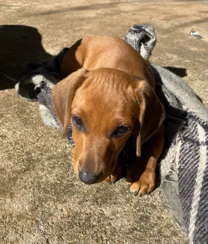 Dachshund 