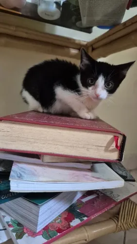 Gatinha frajola para adoção responsável 
