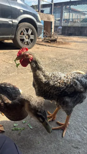 Frango caipira