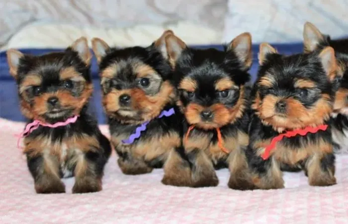 Yorkshire Mini Verdadeiros Filhotes 