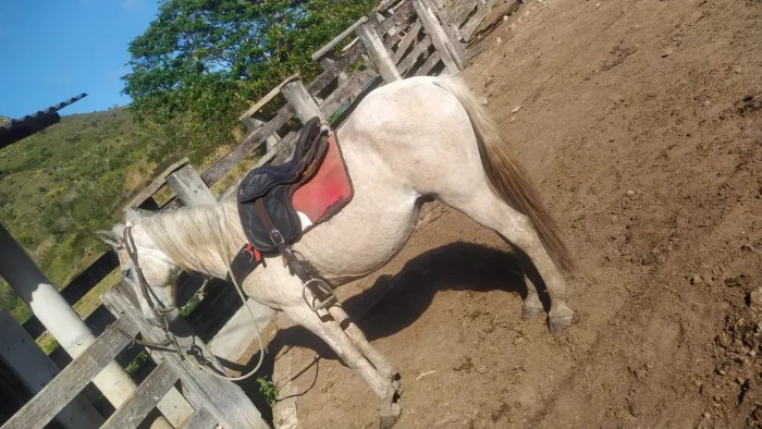 Cavalo de serviço