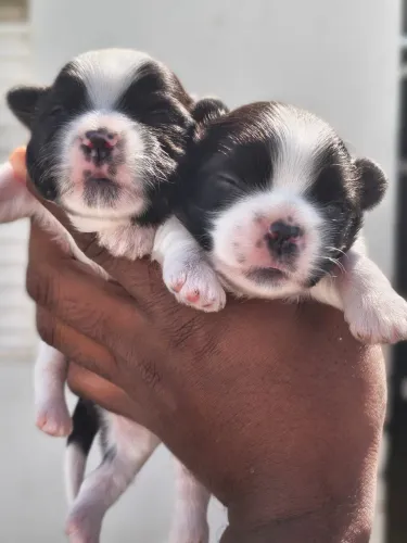 Shih Tzu Machos Disponíveis 
