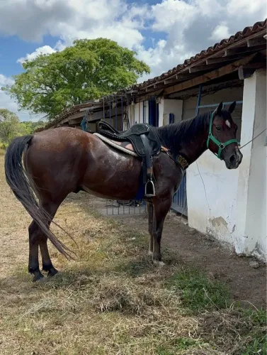 Cavalo de esteira