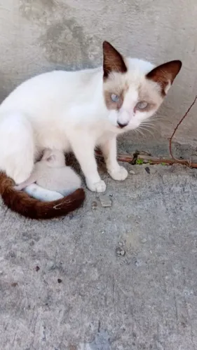 Estou doando uma gata com dois filhotes 