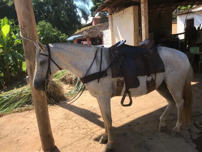 Cavalo Lindo,  forte, extremamente dócil. Qq um monta.