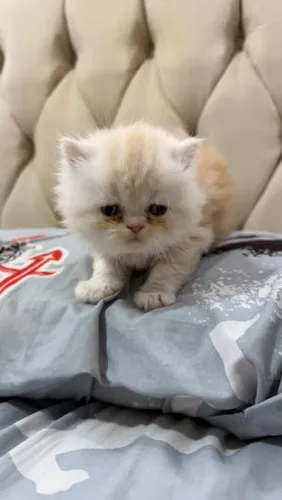 Gato persa legitimo filhote 