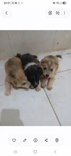 Vendas de cachorros filhotes