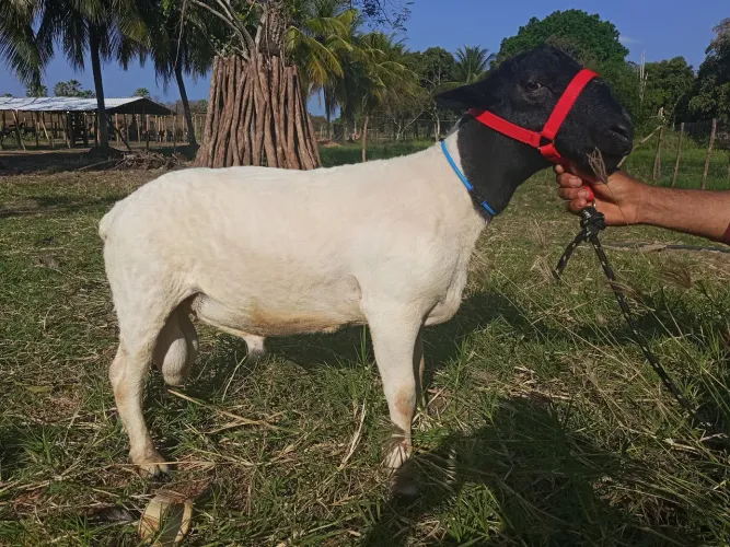 Carneiro Reprodutor Dorper