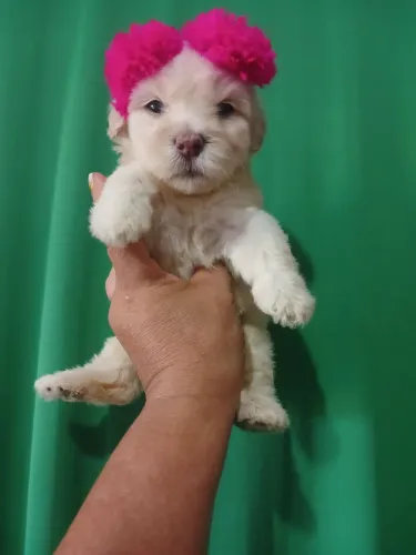 Poodle toy femea e macho valor individual