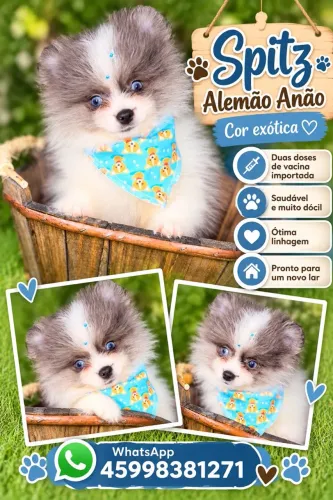 Lulu da pomeranea anão