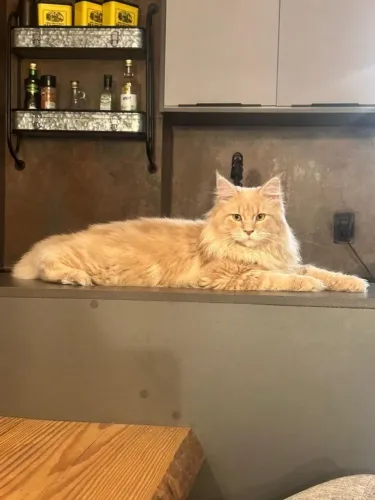 Maravilhosa Maine Coon 